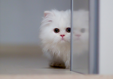 cat photo