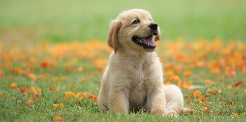 dog photo